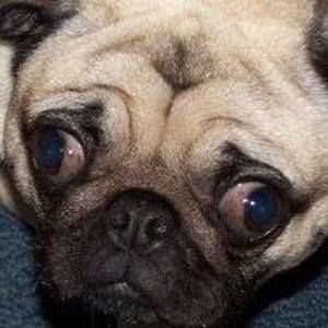 Meet your Posher, Carola